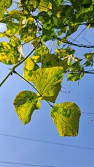 Autumn leaves reflected in calm water under a clear sky