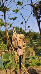 Close up of a dried leaf on a wooden stake against a bright blue sky