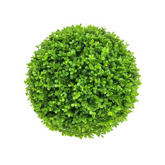 Green Topiary Ball on Transparent Background