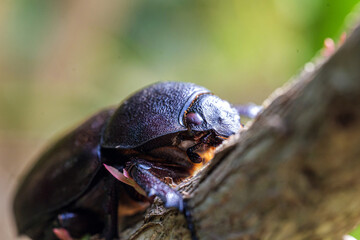 Female rhinoceros beetles, Hornless Female rhinoceros beetles Insects sitting on a branch, close-up, macro