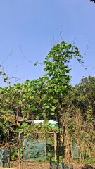 Lush greenery under a clear blue sky