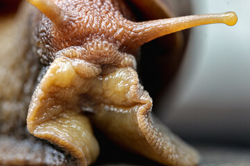 Macro image of Helix pomatia also Roman snail