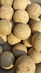 Pile of ripe cantaloupe melons ready for harvest