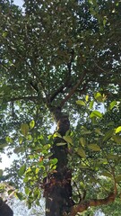 Looking up through dense green tree canopy on a sunny day