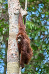 Adult orangutan Pongo pygmaeus in Tanjung Puting showing natural behavior in the rainforest of Borneo an endangered primate in the wild.