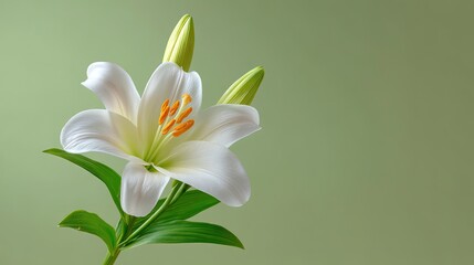 Obraz premium Lush White Lily Bloom with Buds Against a Soft Green Background Capturing the Essence of Nature and Freshness in Botanical Photography
