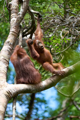 Adult orangutan Pongo pygmaeus in Tanjung Puting showing natural behavior in the rainforest of Borneo an endangered primate in the wild.