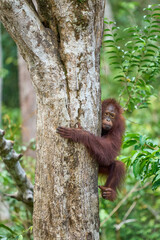 Adult orangutan Pongo pygmaeus in Tanjung Puting showing natural behavior in the rainforest of Borneo an endangered primate in the wild.
