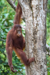 Adult orangutan Pongo pygmaeus in Tanjung Puting showing natural behavior in the rainforest of Borneo an endangered primate in the wild.