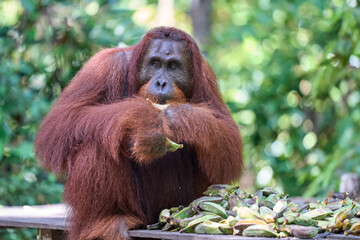 Adult orangutan Pongo pygmaeus in Tanjung Puting showing natural behavior in the rainforest of Borneo an endangered primate in the wild.