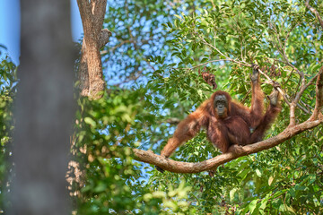 Adult orangutan Pongo pygmaeus in Tanjung Puting showing natural behavior in the rainforest of Borneo an endangered primate in the wild.