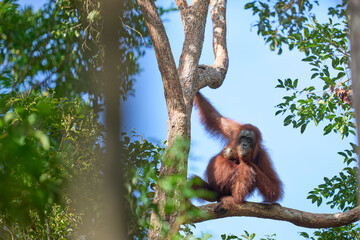 Adult orangutan Pongo pygmaeus in Tanjung Puting showing natural behavior in the rainforest of Borneo an endangered primate in the wild.
