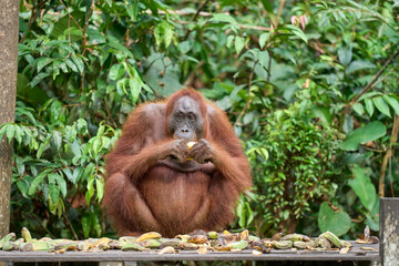 Adult orangutan Pongo pygmaeus in Tanjung Puting showing natural behavior in the rainforest of Borneo an endangered primate in the wild.