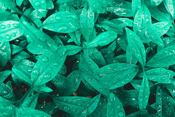 Green leaves with raindrops, surreal inspiration pastel background