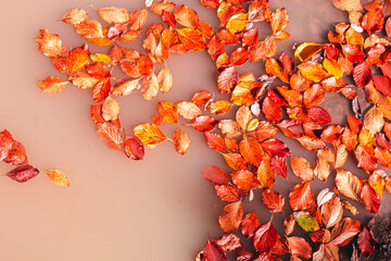 Red and orange autumn leaves floating in red and orange water, surreal abstract autumn background