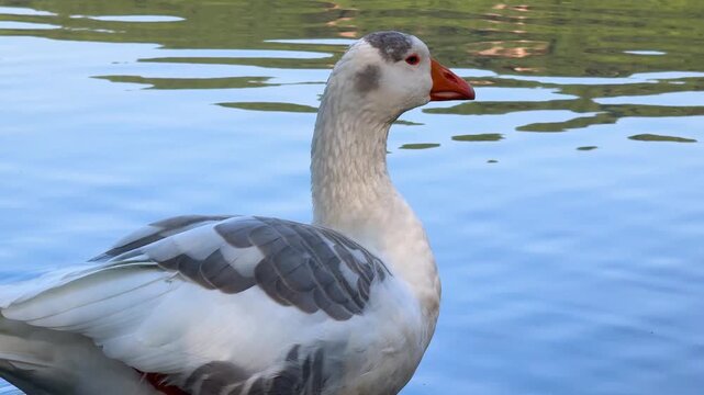 Goose on Calm Lake Karagol, Izmir Turkey. Natural Lake Wildlife Scene