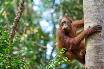 Adult orangutan Pongo pygmaeus in Tanjung Puting showing natural behavior in the rainforest of Borneo an endangered primate in the wild.