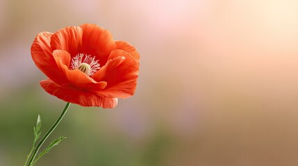 Fototapeta premium Elegant Red Poppy Flower in Bloom with Soft Background Light Creating a Peaceful and Serene Atmosphere for Nature and Floral Photography