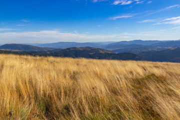 Yellow grass against the background of  mountains