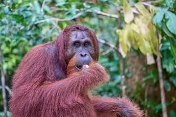 Adult orangutan Pongo pygmaeus in Tanjung Puting showing natural behavior in the rainforest of Borneo an endangered primate in the wild.