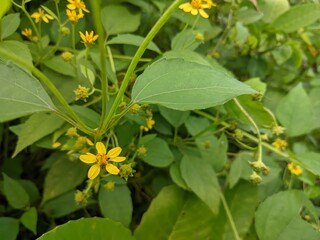 Bright Yellow Blooms Among Lush Green Wild Growth