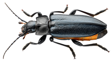 Detailed macro view of shiny dark beetle showcasing texture legs antennae and natural insect characteristics for scientific wildlife reference use on white background