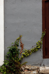 old brick wall with ivy