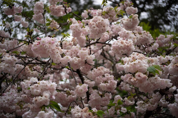 Flores blancas y rosas.