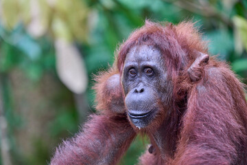 Bornean orangutan female carrying her baby through the rainforest and teaching it to climb and survive in the wild.