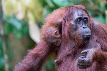 Bornean orangutan female carrying her baby through the rainforest and teaching it to climb and survive in the wild.