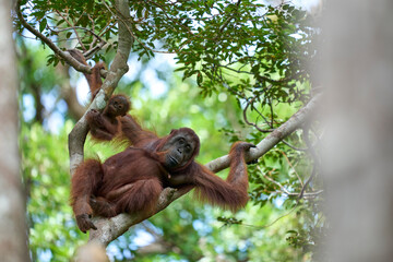 Bornean orangutan female carrying her baby through the rainforest and teaching it to climb and survive in the wild.