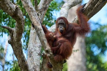 Bornean orangutan female carrying her baby through the rainforest and teaching it to climb and survive in the wild.