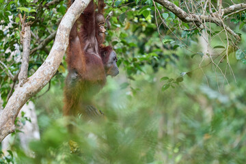 Bornean orangutan female carrying her baby through the rainforest and teaching it to climb and survive in the wild.