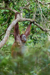 Bornean orangutan female carrying her baby through the rainforest and teaching it to climb and survive in the wild.