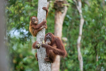 Bornean orangutan female carrying her baby through the rainforest and teaching it to climb and survive in the wild. © Ondrej