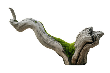 curved driftwood with moss on white background