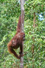 Bornean orangutan female carrying her baby through the rainforest and teaching it to climb and survive in the wild.