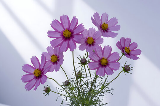beautiful cosmos flower on white Background 