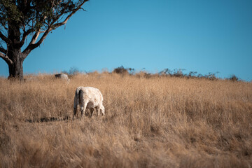 tasmanian Australian wagyu cows grazing in a field on pasture. close up of a black angus cow eating grass in a paddock in springtime in tasmania australia