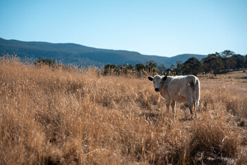 tasmanian Australian wagyu cows grazing in a field on pasture. close up of a black angus cow eating grass in a paddock in springtime in tasmania australia