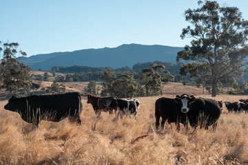 tasmanian Australian wagyu cows grazing in a field on pasture. close up of a black angus cow eating grass in a paddock in springtime in tasmania australia