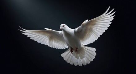 Obraz premium White dove in flight against a dark background, wings spread wide