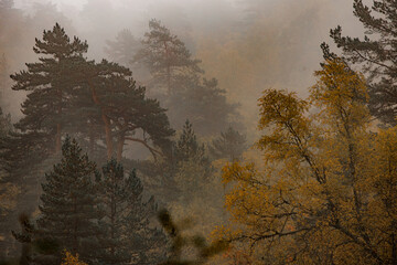 Misty forest scene with tall evergreen trees and autumn foliage. The atmosphere is serene and tranquil, showcasing nature's beauty in soft light.