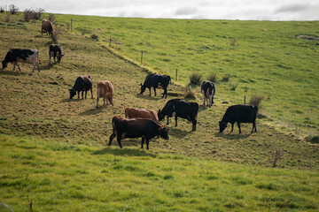 tasmanian Australian wagyu cows grazing in a field on pasture. close up of a black angus cow eating grass in a paddock in springtime in tasmania australia