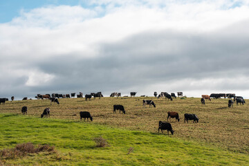 tasmanian Australian wagyu cows grazing in a field on pasture. close up of a black angus cow eating grass in a paddock in springtime in tasmania australia