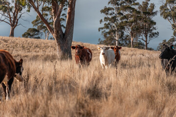 tasmanian Australian wagyu cows grazing in a field on pasture. close up of a black angus cow eating grass in a paddock in springtime in tasmania australia