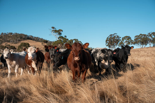tasmanian Australian wagyu cows grazing in a field on pasture. close up of a black angus cow eating grass in a paddock in springtime in tasmania australia