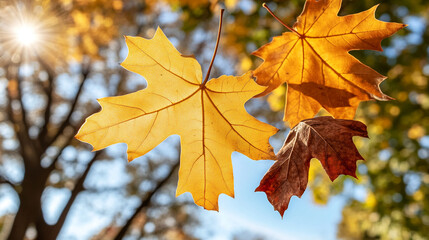 Obraz premium Golden and red autumn leaves hanging on tree branch against blue sky 