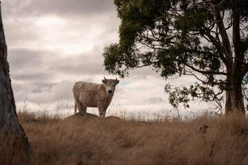 tasmanian Australian wagyu cows grazing in a field on pasture. close up of a black angus cow eating grass in a paddock in springtime in tasmania australia
