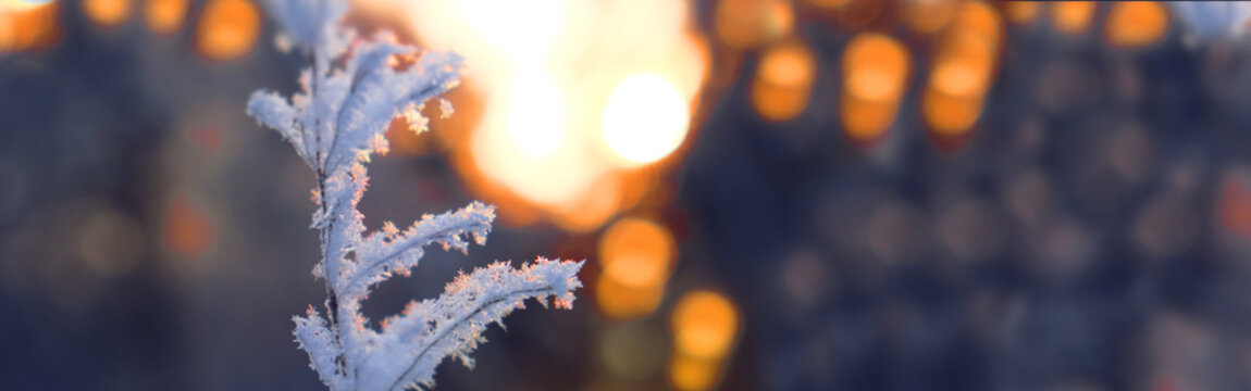 Rime ice covered dried flowers transforming them into winter wonders. Banner with copy space. Frozen winter scene. Amazing nature background. Frozen floral grass at sunrise close up. Idyllic nature - Powered by Adobe